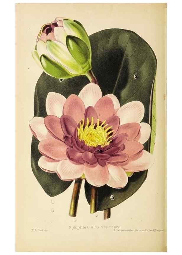 Reproducción/Reproduction 49059597487: The florist and pomologist.. London :""Journal of Horticulture"" Office,1863-1879.. 