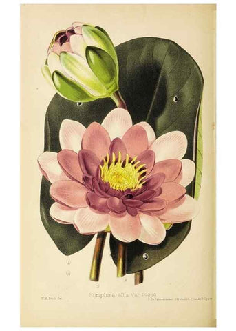 Reproducción/Reproduction 49059597487: The florist and pomologist.. London :""Journal of Horticulture"" Office,1863-1879.. 
