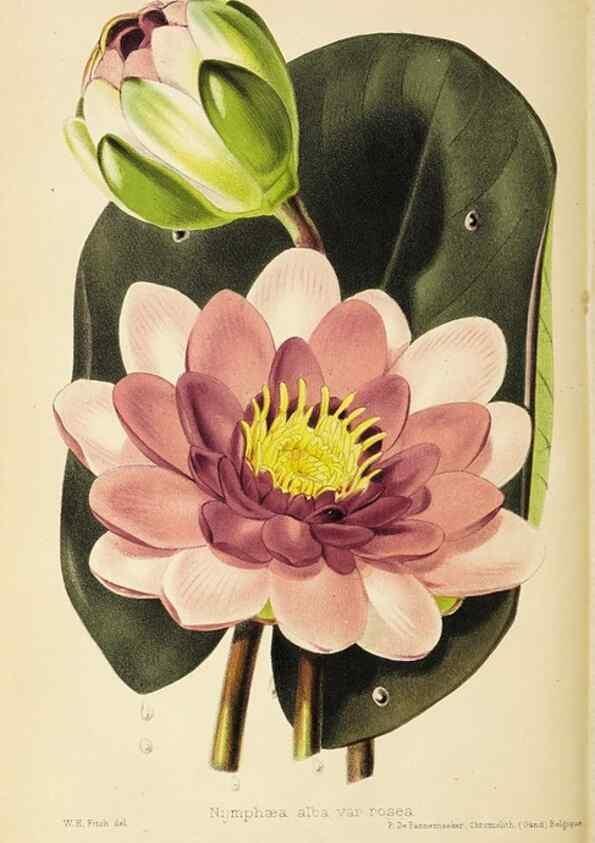 Reproducción/Reproduction 49059597487: The florist and pomologist.. London :""Journal of Horticulture"" Office,1863-1879.. 