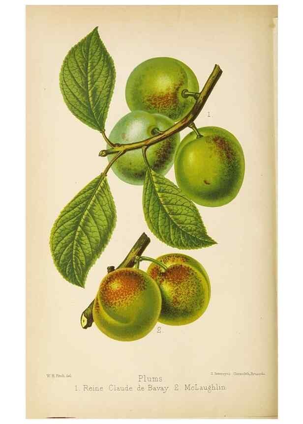 Reproducción/Reproduction 49059597822: The florist and pomologist.. London :""Journal of Horticulture"" Office,1863-1879.. 