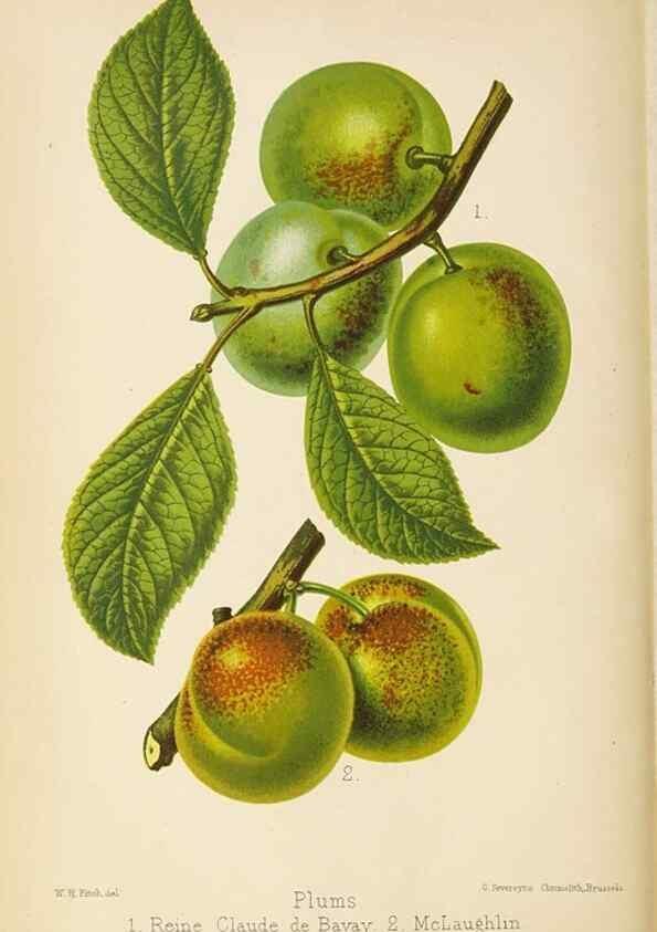Reproducción/Reproduction 49059597822: The florist and pomologist.. London :""Journal of Horticulture"" Office,1863-1879.. 
