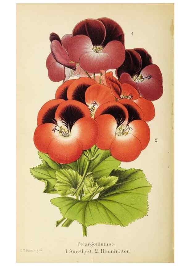 Reproducción/Reproduction 49058862313: The florist and pomologist.. London :""Journal of Horticulture"" Office,1863-1879.. 