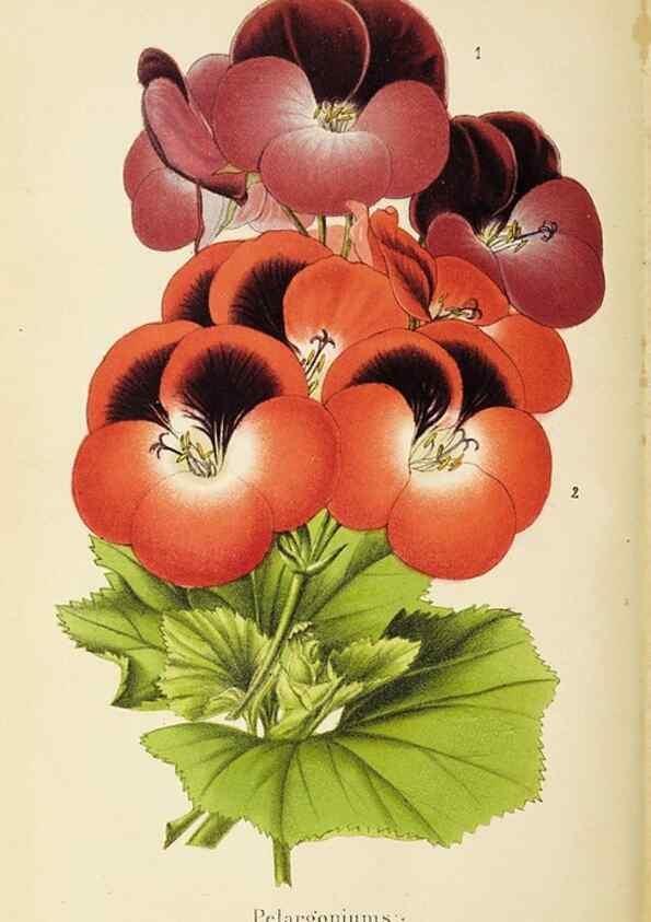 Reproducción/Reproduction 49058862313: The florist and pomologist.. London :""Journal of Horticulture"" Office,1863-1879.. 