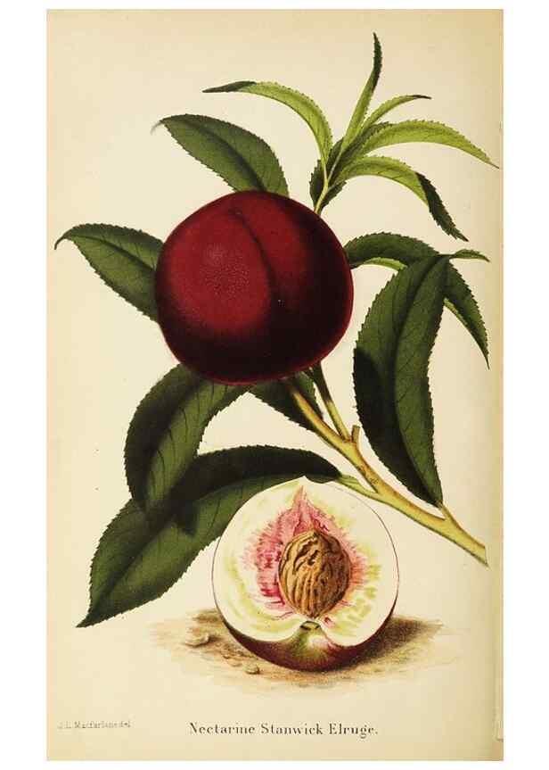 Reproducción/Reproduction 49058862763: The florist and pomologist.. London :""Journal of Horticulture"" Office,1863-1879.. 