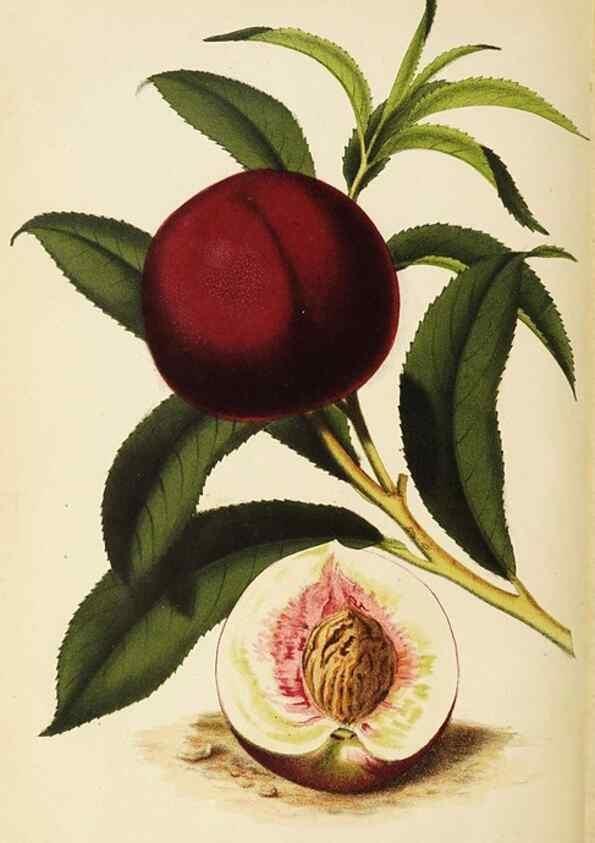 Reproducción/Reproduction 49058862763: The florist and pomologist.. London :""Journal of Horticulture"" Office,1863-1879.. 