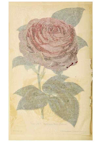 Reproducción/Reproduction 49059598857: The florist and pomologist.. London :""Journal of Horticulture"" Office,1863-1879.. 