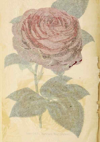 Reproducción/Reproduction 49059598857: The florist and pomologist.. London :""Journal of Horticulture"" Office,1863-1879.. 