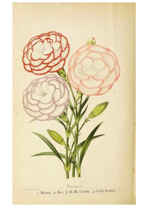 Reproducción/Reproduction 49059375301: The florist and pomologist.. London :""Journal of Horticulture"" Office,1863-1879.. 