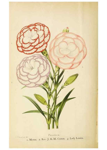 Reproducción/Reproduction 49059375301: The florist and pomologist.. London :""Journal of Horticulture"" Office,1863-1879.. 