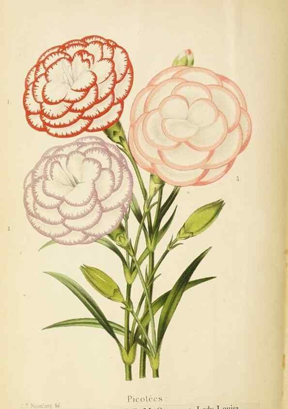 Reproducción/Reproduction 49059375301: The florist and pomologist.. London :""Journal of Horticulture"" Office,1863-1879.. 