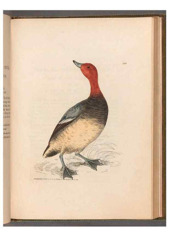 Reproducción/Reproduction 49054990598: The birds of Great Britain,. 1795-1801.. 