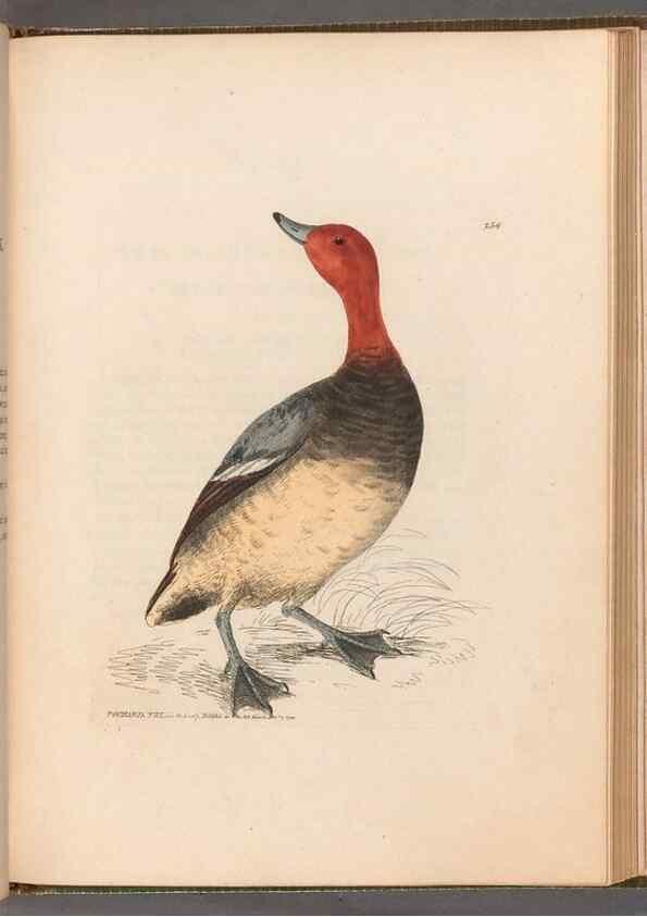 Reproducción/Reproduction 49054990598: The birds of Great Britain,. 1795-1801.. 