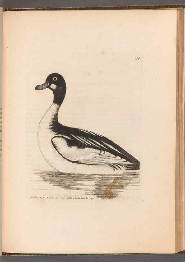 Reproducción/Reproduction 49054993103: The birds of Great Britain,. 1795-1801.. 