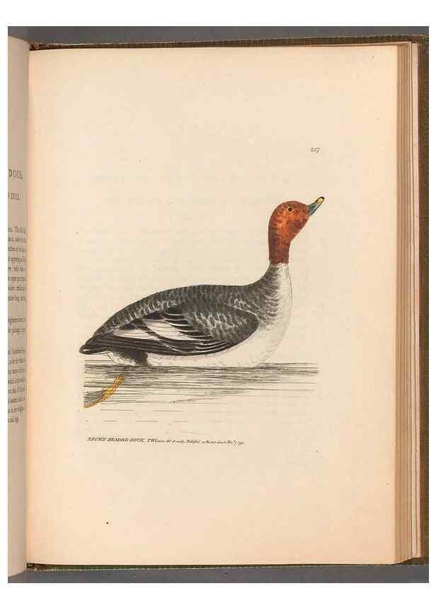 Reproducción/Reproduction 49054993453: The birds of Great Britain,. 1795-1801.. 