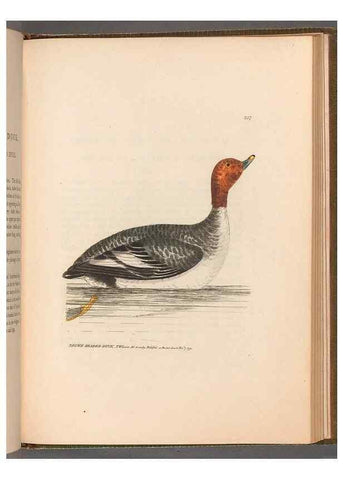 Reproducción/Reproduction 49054993453: The birds of Great Britain,. 1795-1801.. 