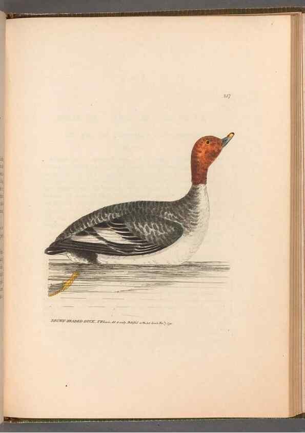 Reproducción/Reproduction 49054993453: The birds of Great Britain,. 1795-1801.. 