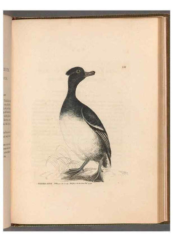Reproducción/Reproduction 49055723362: The birds of Great Britain,. 1795-1801.. 