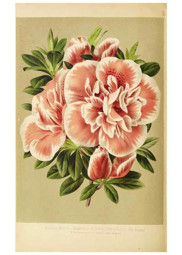 Reproducción/Reproduction 49058863743: The florist and pomologist.. London :""Journal of Horticulture"" Office,1863-1879.. 