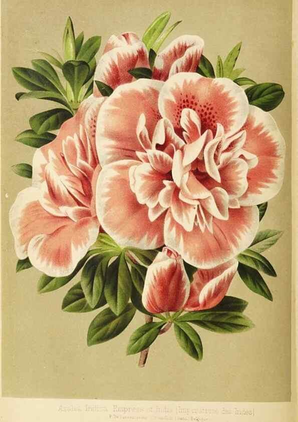 Reproducción/Reproduction 49058863743: The florist and pomologist.. London :""Journal of Horticulture"" Office,1863-1879.. 
