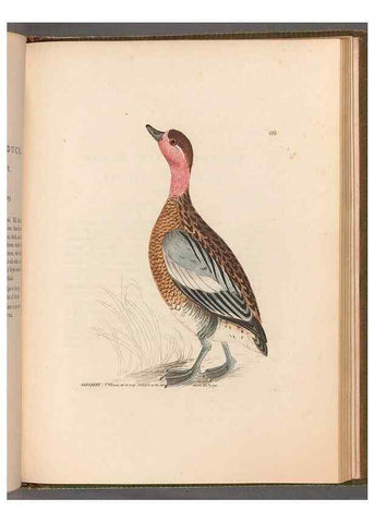 Reproducción/Reproduction 49055510151: The birds of Great Britain,. 1795-1801.. 