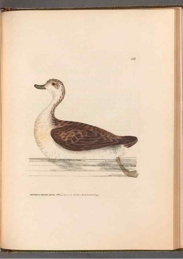 Reproducción/Reproduction 49055724522: The birds of Great Britain,. 1795-1801.. 
