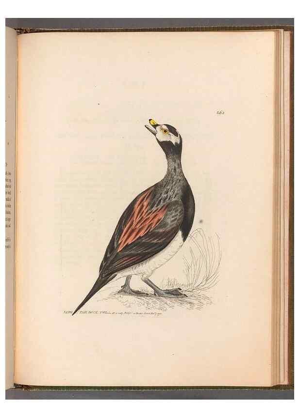 Reproducción/Reproduction 49054995808: The birds of Great Britain,. 1795-1801.. 