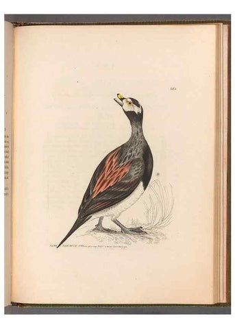 Reproducción/Reproduction 49054995808: The birds of Great Britain,. 1795-1801.. 