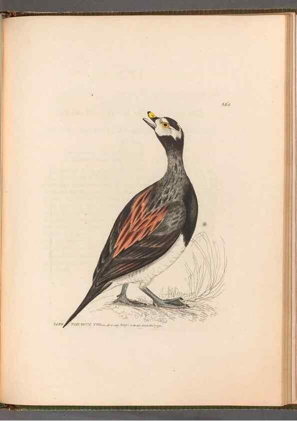 Reproducción/Reproduction 49054995808: The birds of Great Britain,. 1795-1801.. 