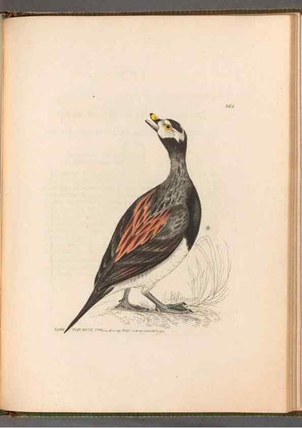 Reproducción/Reproduction 49054995808: The birds of Great Britain,. 1795-1801.. 