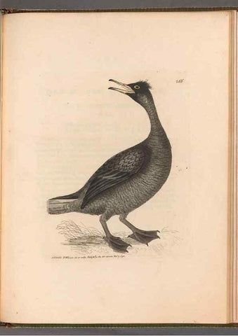 Reproducción/Reproduction 49054996478: The birds of Great Britain,. 1795-1801.. 