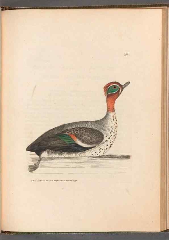 Reproducción/Reproduction 49055724252: The birds of Great Britain,. 1795-1801.. 