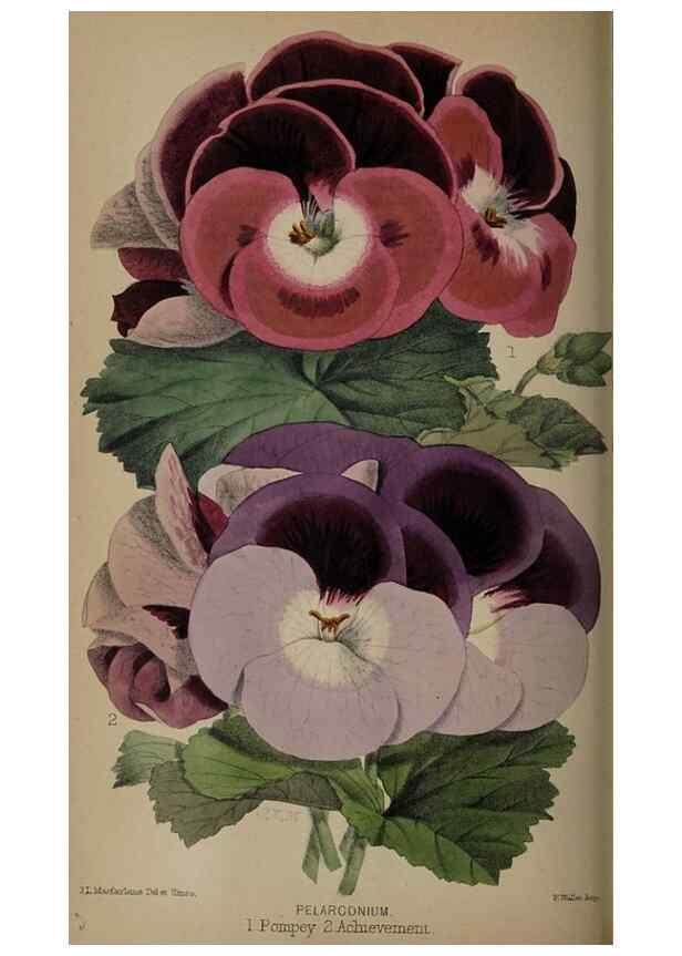 Reproducción/Reproduction 49060501471: The florist and pomologist.. London :""Journal of Horticulture"" Office,1863-1879.. 