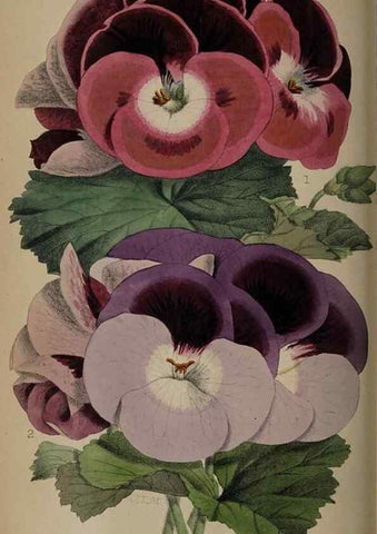 Reproducción/Reproduction 49060501471: The florist and pomologist.. London :""Journal of Horticulture"" Office,1863-1879.. 