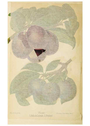 Reproducción/Reproduction 49059375951: The florist and pomologist.. London :""Journal of Horticulture"" Office,1863-1879.. 