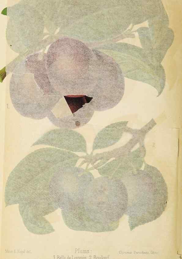 Reproducción/Reproduction 49059375951: The florist and pomologist.. London :""Journal of Horticulture"" Office,1863-1879.. 