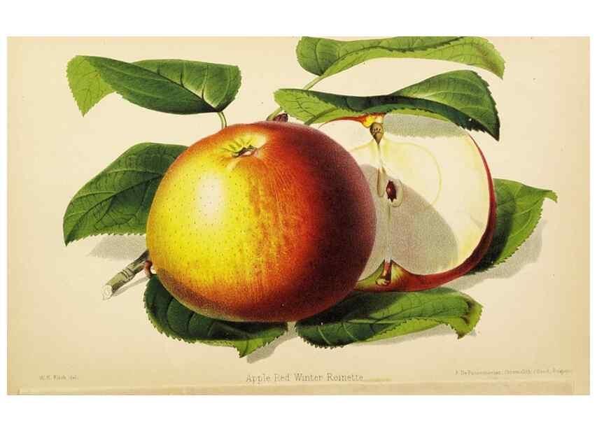 Reproducción/Reproduction 49059376506: The florist and pomologist.. London :""Journal of Horticulture"" Office,1863-1879.. 