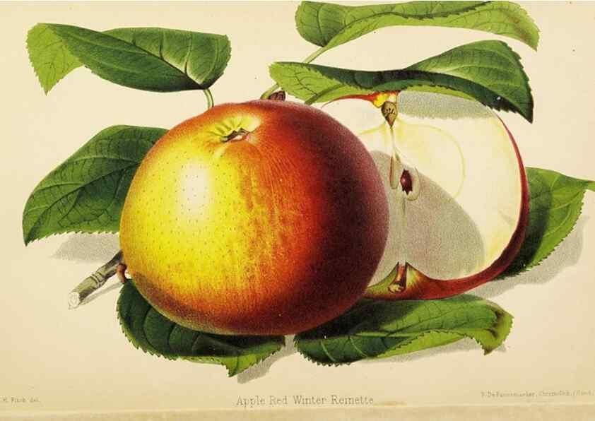 Reproducción/Reproduction 49059376506: The florist and pomologist.. London :""Journal of Horticulture"" Office,1863-1879.. 