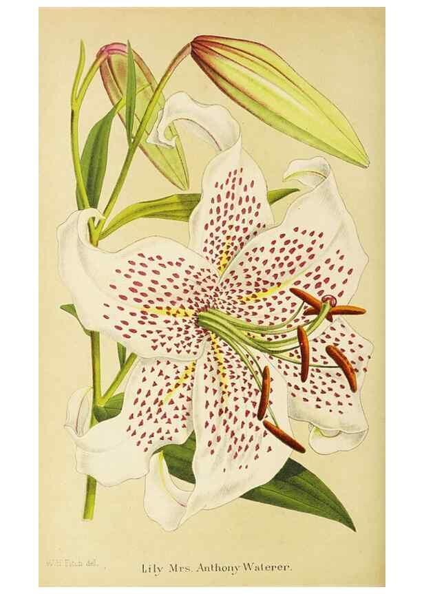 Reproducción/Reproduction 49060363922: The florist and pomologist.. London :""Journal of Horticulture"" Office,1863-1879.. 