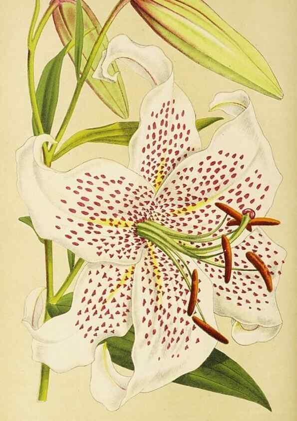 Reproducción/Reproduction 49060363922: The florist and pomologist.. London :""Journal of Horticulture"" Office,1863-1879.. 
