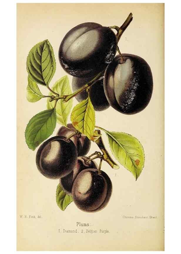 Reproducción/Reproduction 49060364542: The florist and pomologist.. London :""Journal of Horticulture"" Office,1863-1879.. 