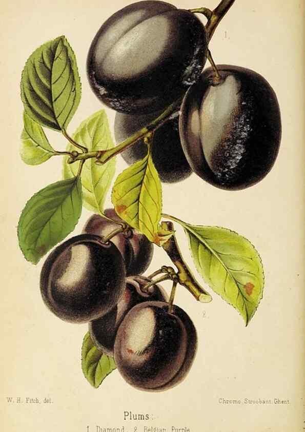 Reproducción/Reproduction 49060364542: The florist and pomologist.. London :""Journal of Horticulture"" Office,1863-1879.. 