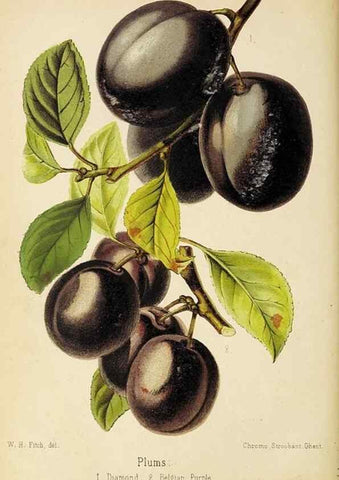 Reproducción/Reproduction 49060364542: The florist and pomologist.. London :""Journal of Horticulture"" Office,1863-1879.. 