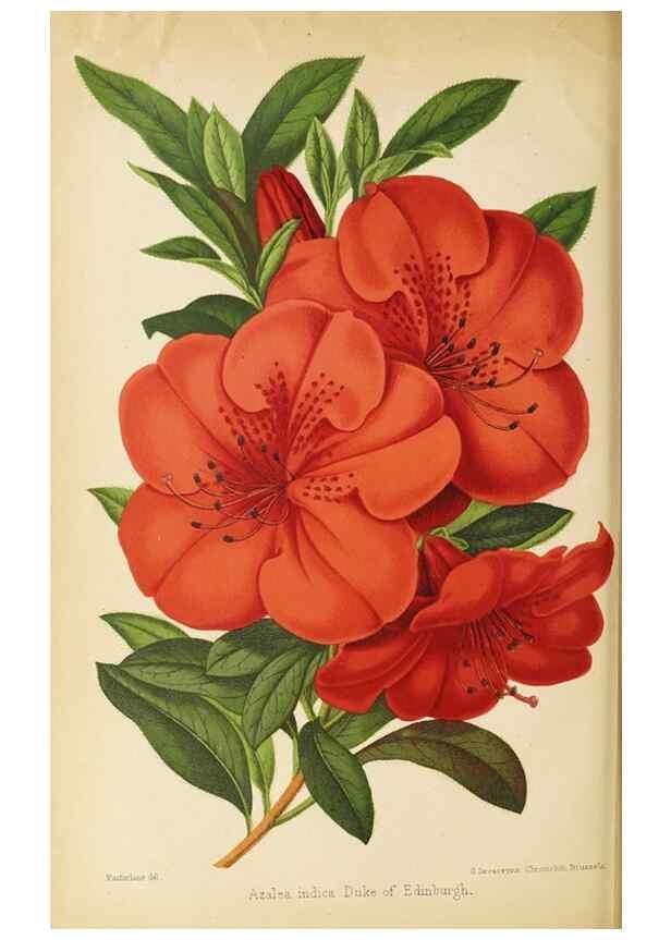Reproducción/Reproduction 49059630898: The florist and pomologist.. London :""Journal of Horticulture"" Office,1863-1879.. 