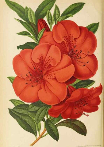 Reproducción/Reproduction 49059630898: The florist and pomologist.. London :""Journal of Horticulture"" Office,1863-1879.. 