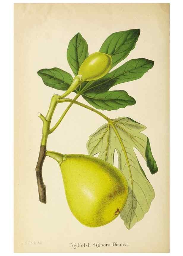 Reproducción/Reproduction 49060365707: The florist and pomologist.. London :""Journal of Horticulture"" Office,1863-1879.. 