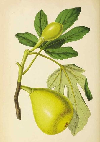 Reproducción/Reproduction 49060365707: The florist and pomologist.. London :""Journal of Horticulture"" Office,1863-1879.. 