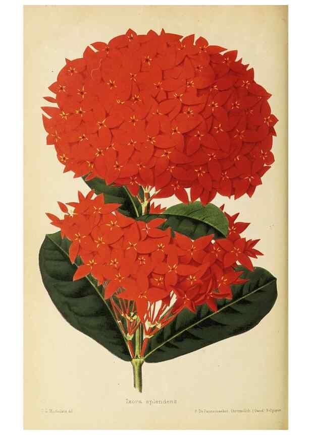 Reproducción/Reproduction 49060143921: The florist and pomologist.. London :""Journal of Horticulture"" Office,1863-1879.. 