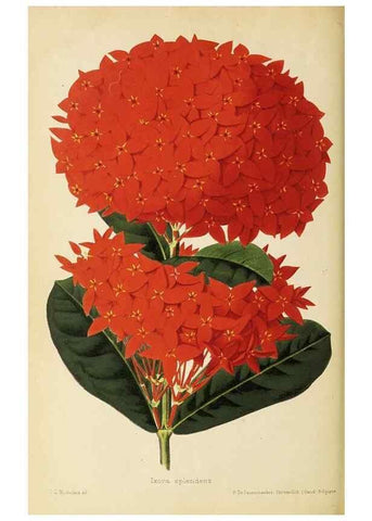 Reproducción/Reproduction 49060143921: The florist and pomologist.. London :""Journal of Horticulture"" Office,1863-1879.. 