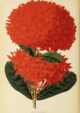 Reproducción/Reproduction 49060143921: The florist and pomologist.. London :""Journal of Horticulture"" Office,1863-1879.. 
