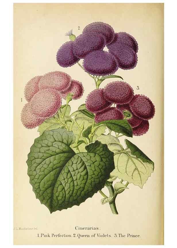 Reproducción/Reproduction 49060145261: The florist and pomologist.. London :""Journal of Horticulture"" Office,1863-1879.. 